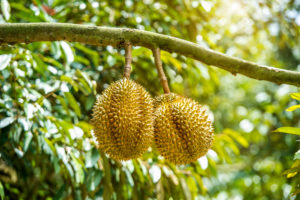 JD Offers Super Durian Day Promotion as Part of Its Grand Celebrationof Thailand