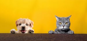 JD.com's "My Pet Profile" to Transform Animal Lives Across China
