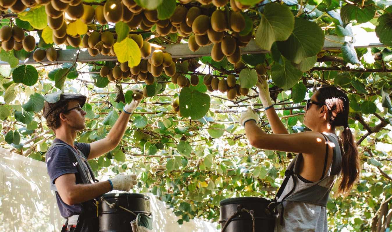 JD.com signed a contract with Zespri, the world’s largest marketer of kiwifruit