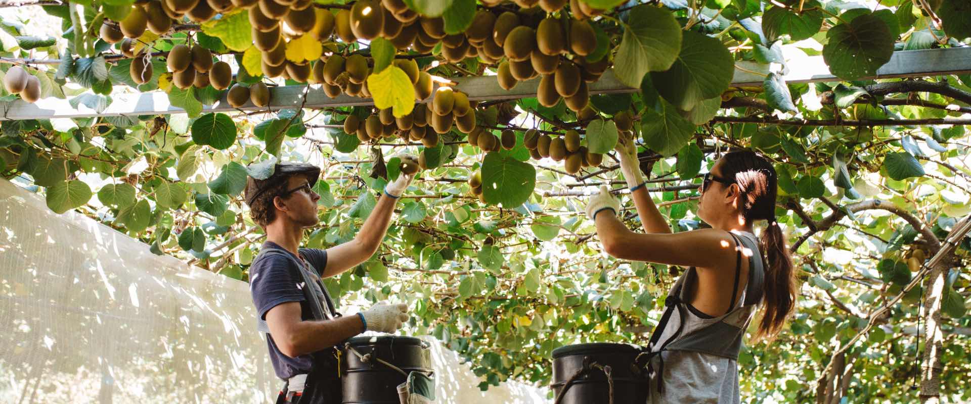 JD Becomes World’s First E-Tailer to Supply Kiwifruit Directly from Zespri