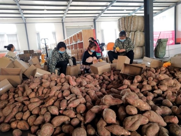 Employees from “Yuan’an Specialty Mall” on JD platform processing local sweet potato, in Yuan’an, Hubei
