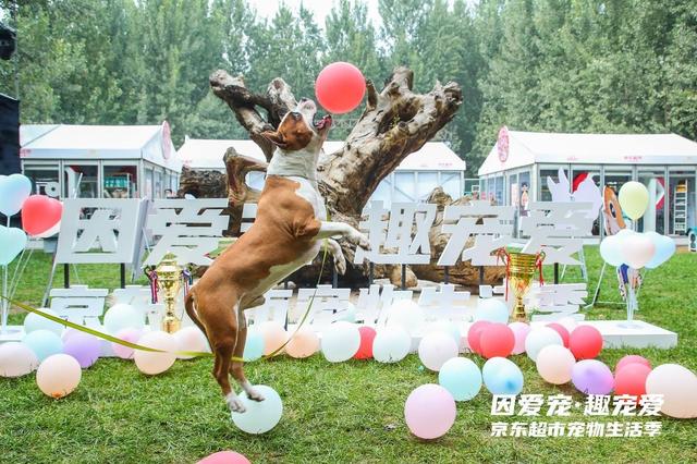 JD Super, the online supermarket of JD.com, kicked off its Pet Life Promotion Week starting with a series of pet products and services on sale