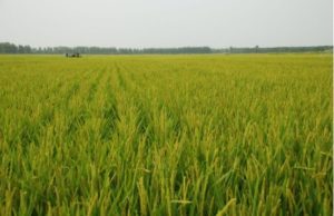 In Depth Report: The JD Scientific Model in Supporting China's Farmers and Agriculture