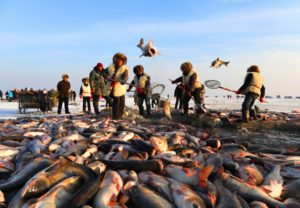 JD Start Annual Fast Delivery of Chagan Fish from Northern China
