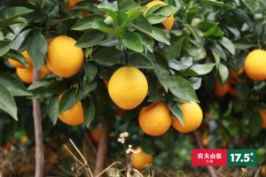 JD as the first ecommerce platform in China to sell the oranges.