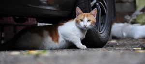 JD and Whiskas Help Homeless Cats Weather the Winter