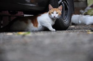 JD and Whiskas Help Homeless Cats Weather the Winter