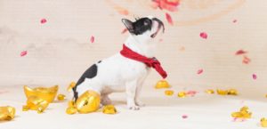 JD Data: Chinese New Year Is Also Holiday for Pets | Jd.com