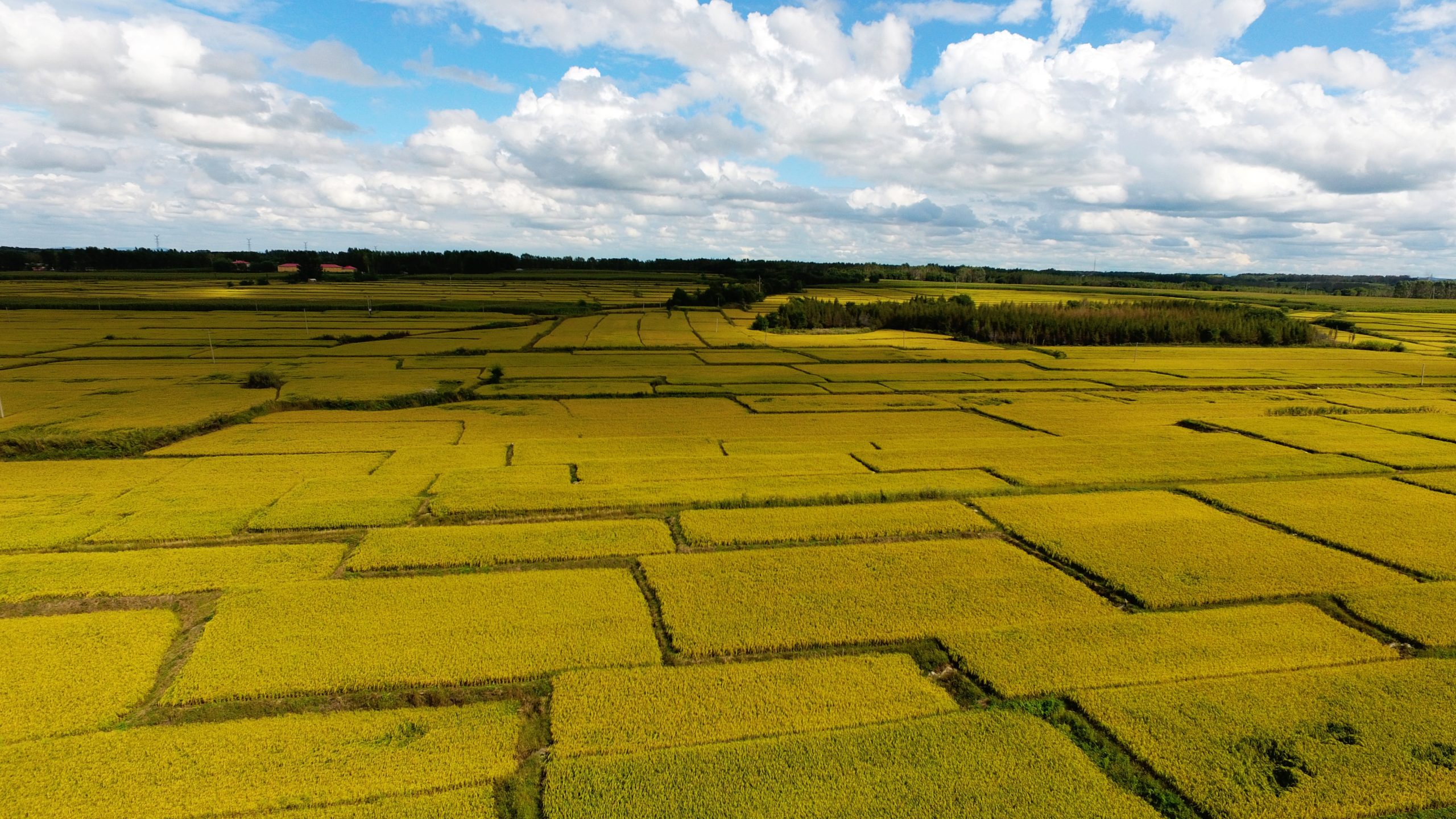 Wuchang Rice Fields
