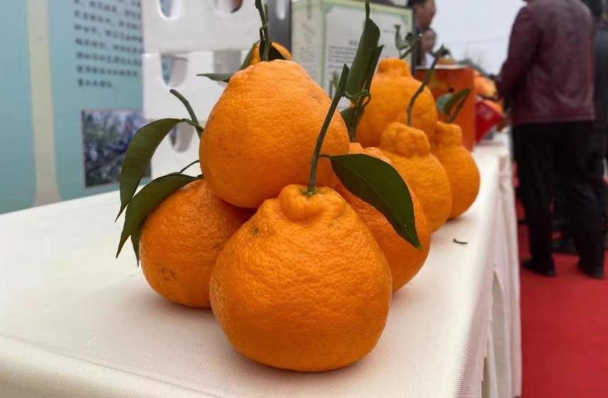 JD’s First Citrus Shopping Festival kicked off