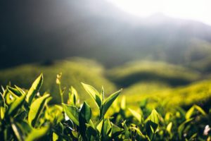 JD Works with Dragon Well Tea Growers to Benefit Customers