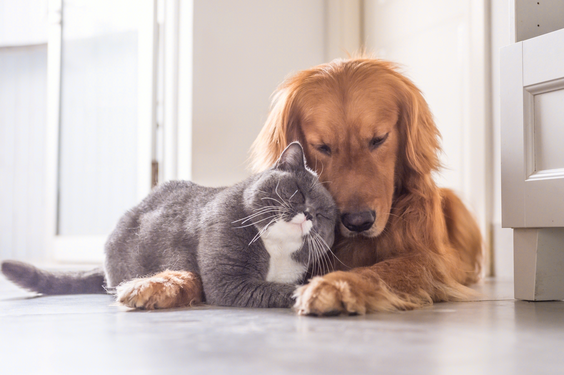 JD Pet’s One-Year Goal: Incubate 50+ Tier-1 Pet Brands