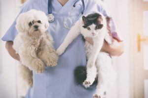 JD Launches Internet Hospital for Pets