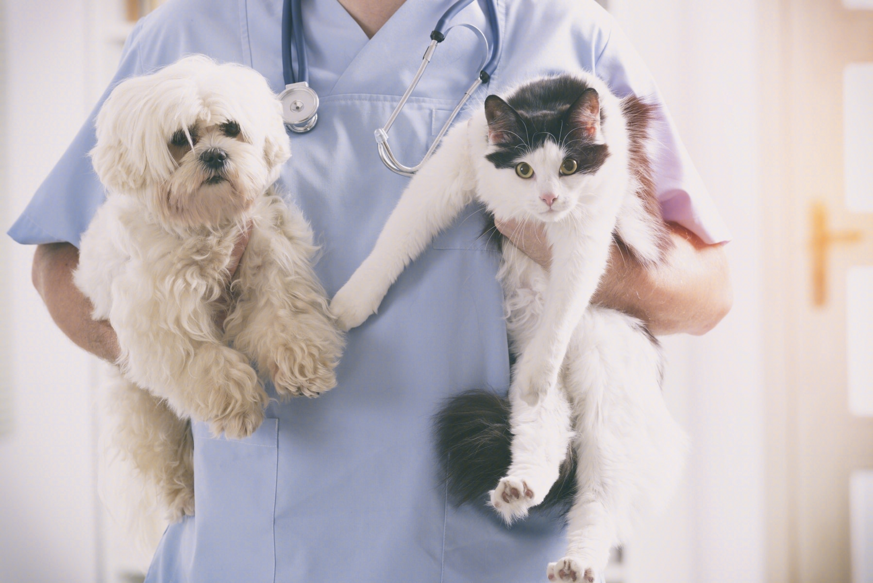 JD Health Integrates Pet Pharmacy and Hospital for One-Stop Service