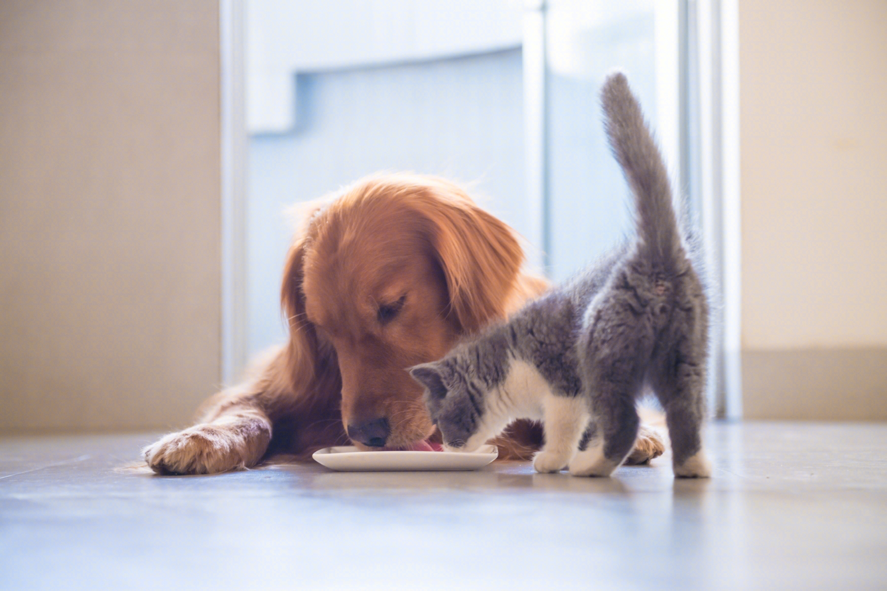 Jd Pet Announced “five S” Care Plan, Covering Over 120,000 Products 