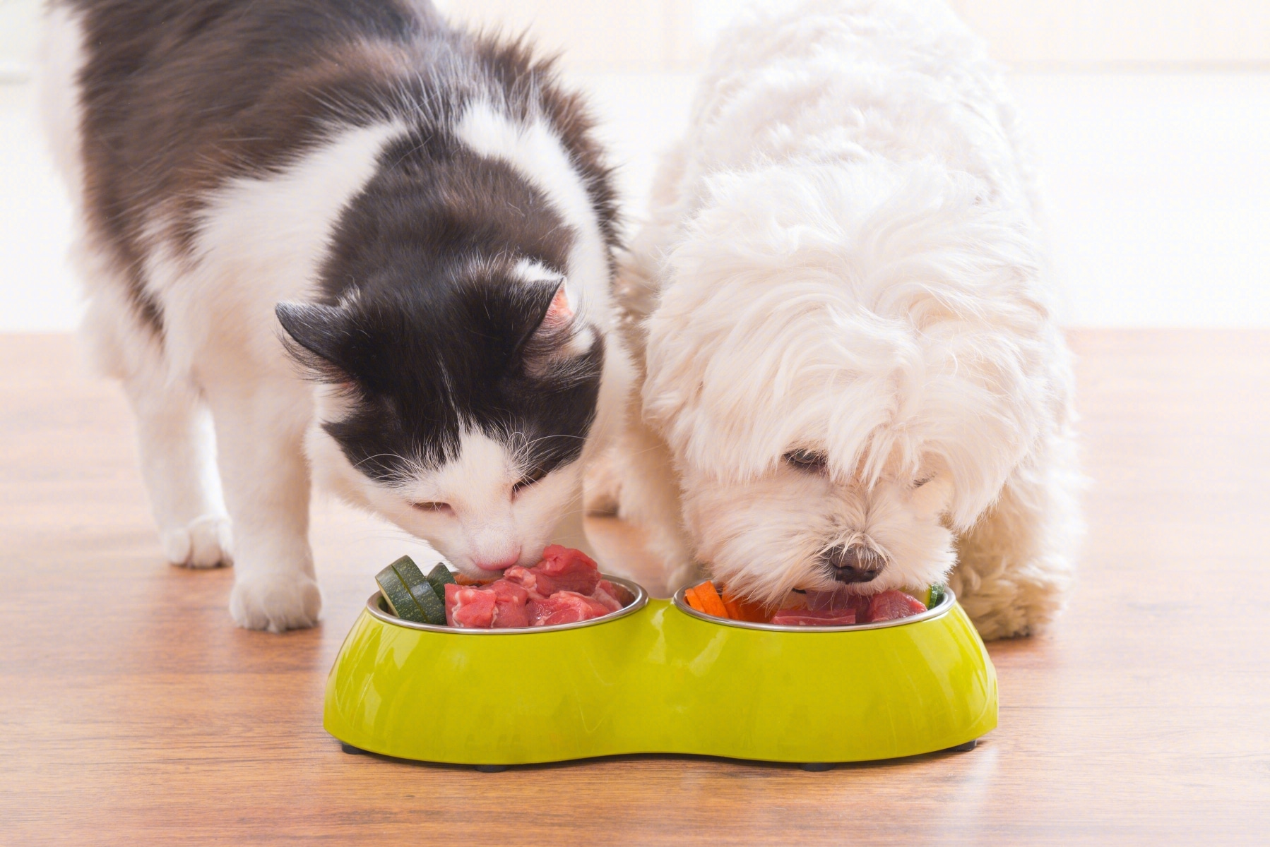 Rising Demand for Functional Pet Food in China: Insights from JD Pet and Solid Gold Forum