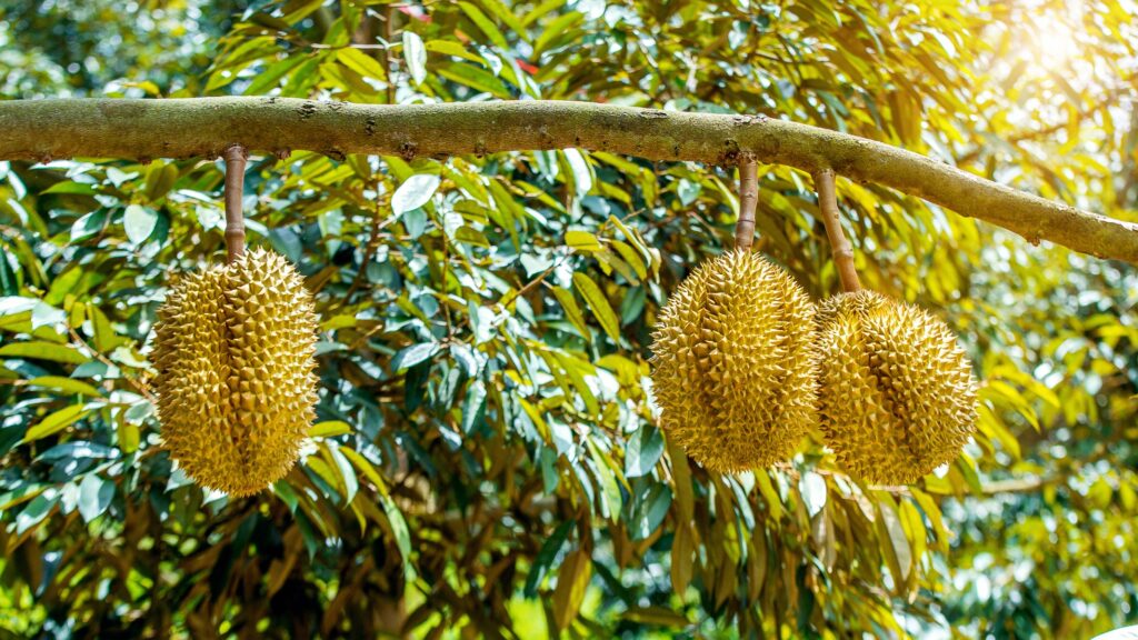 JD Super is a pioneer in the marketing of “tree-ripened” Malaysian durian fruits in China